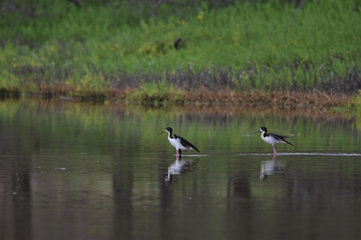 Aeʻo (Hawaiian Stilt) pair in Pouhala Marsh (Photo: Division of Forestry and Wildlife) 2 black and white birds sit in the calm water